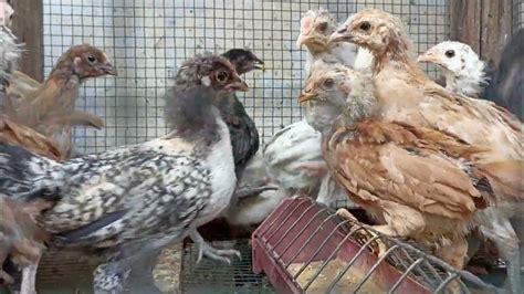 Harga ayam larmod  Fauni mengatakan, kenaikan harga ini didukung oleh permintaan ayam yang kuat ditambah dengan harga bahan baku yang masih tinggi